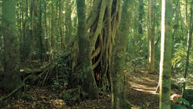 Binna Burra, Lamington National Park