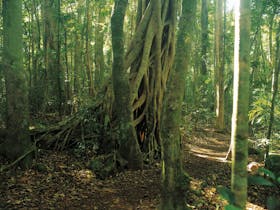 Binna Burra, Lamington National Park