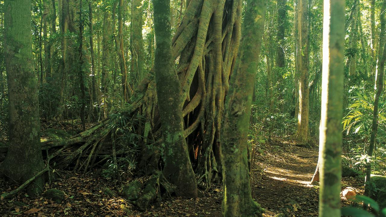 Rainforest trail, Binna Burra, Lamington National Park