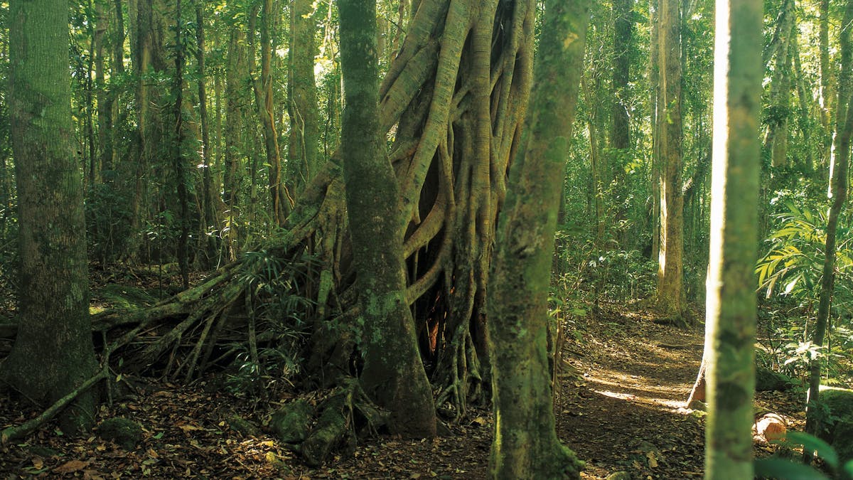 Lush rainforest in Binna Burra, Lamington National Park