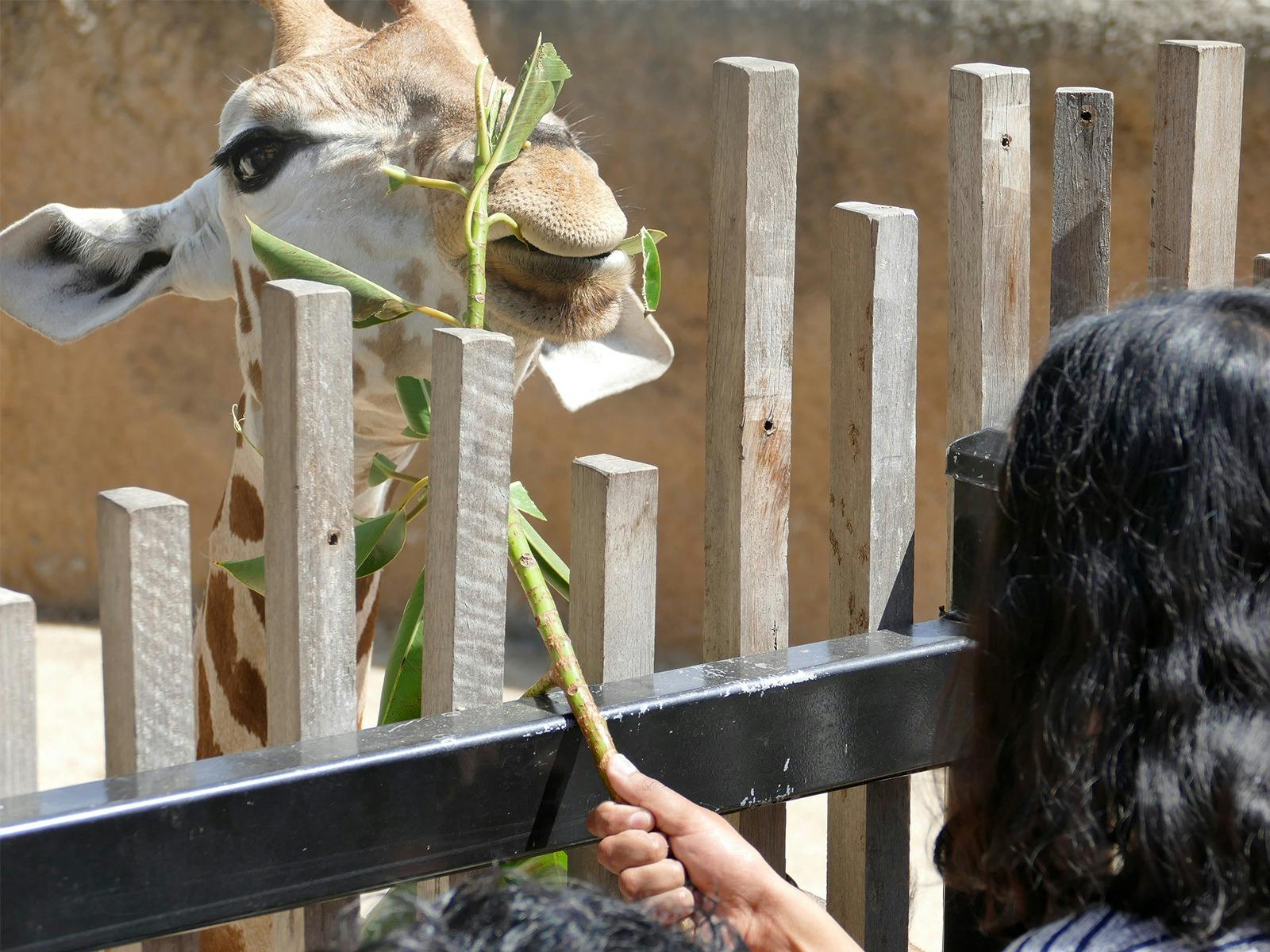 Giraffe Face-to-Face