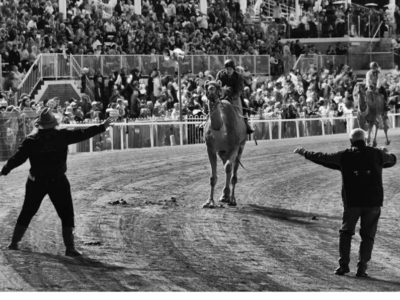 Image of the event 'Camel Races at Gosford Showground'