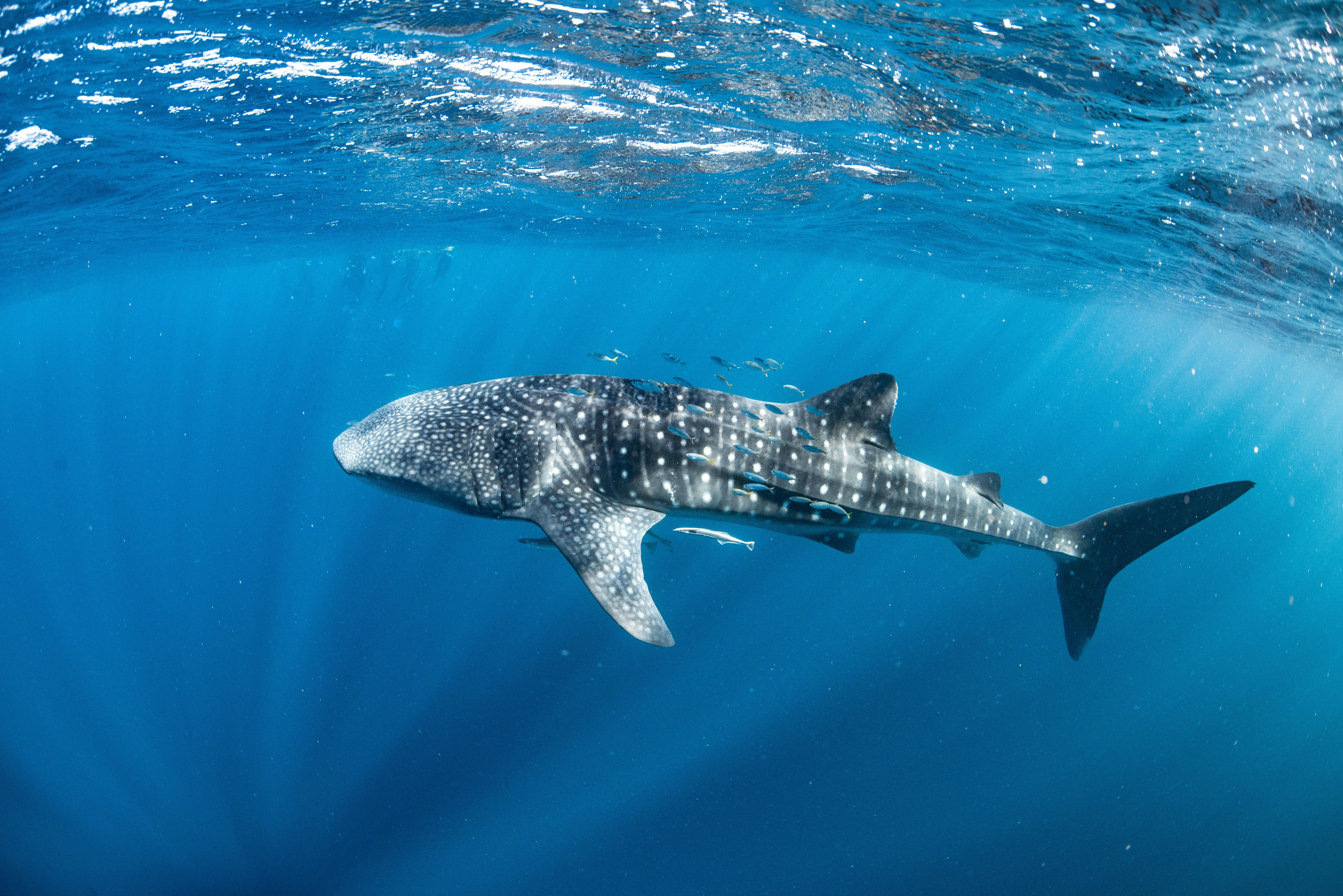 Swimming just under the surface