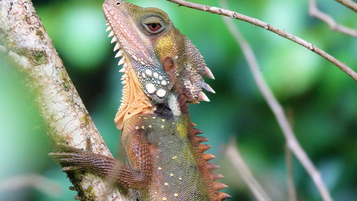 Boyds Forest Dragon