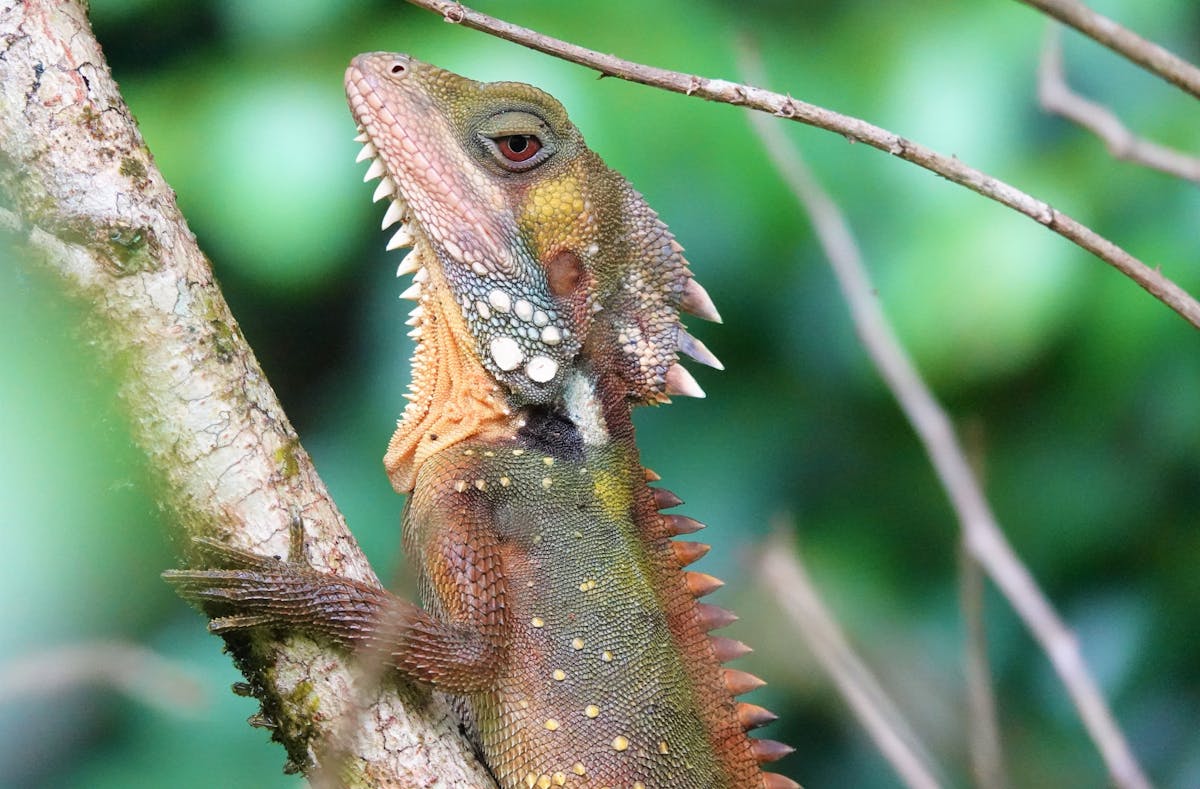 Boyds Forest Dragon