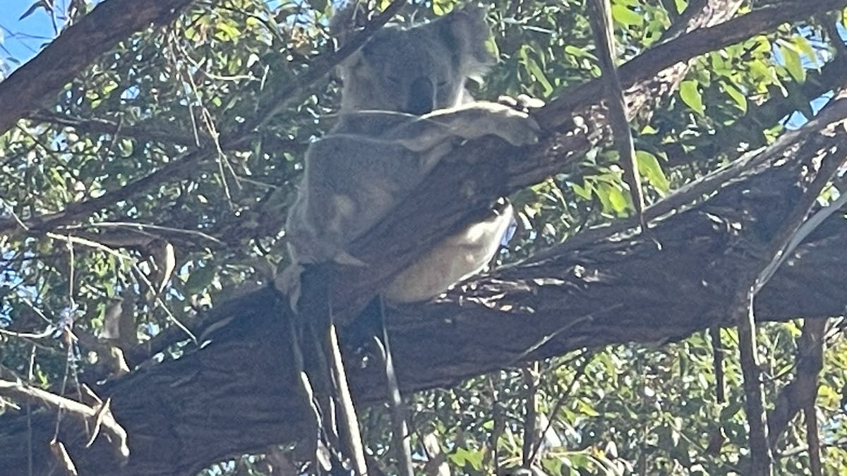 Meet the locals