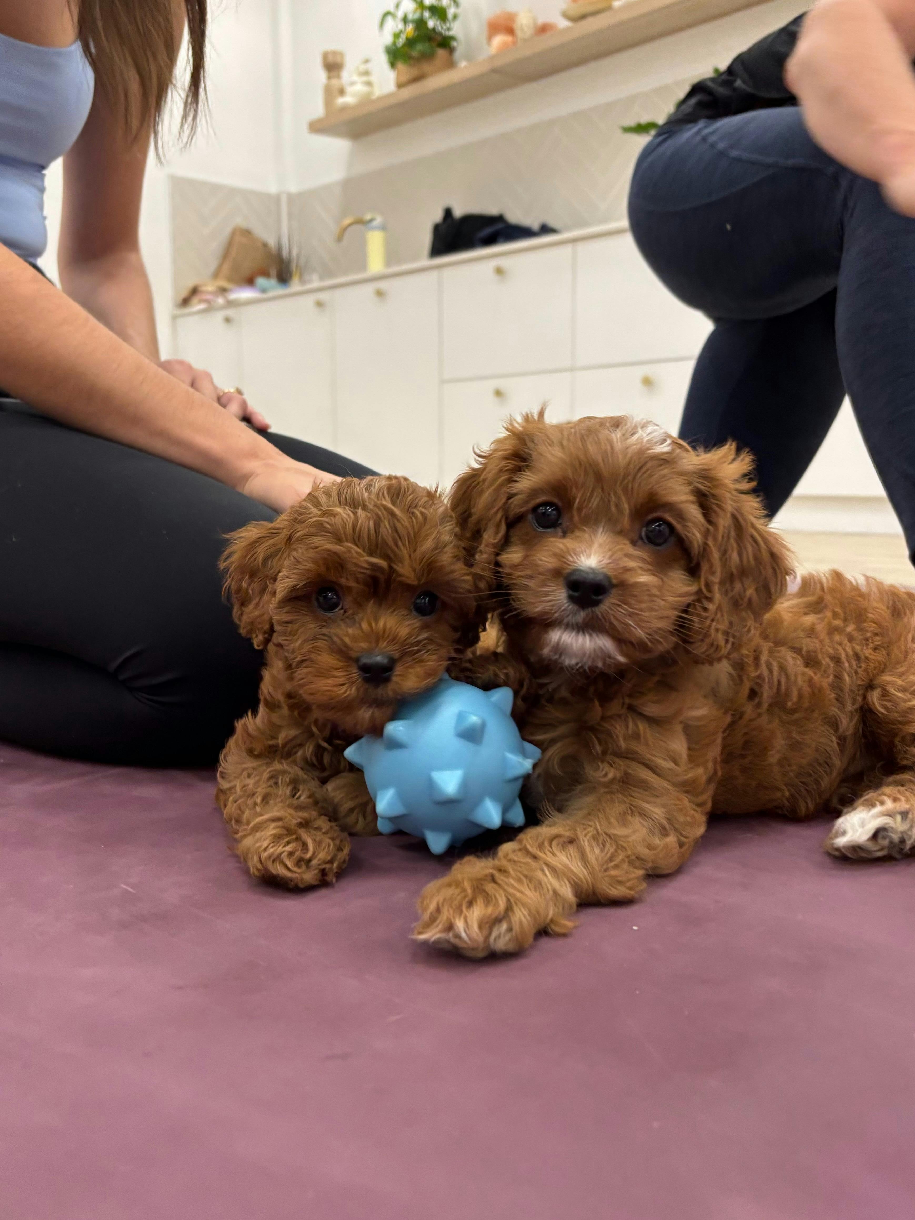Puppy Yoga Perth | Yoga Paws
