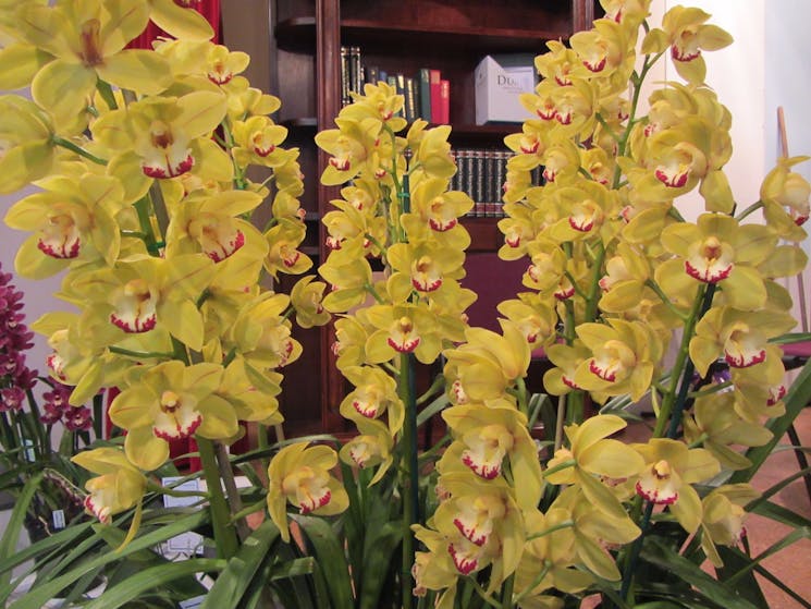 A wonderful example of a Cymbidium Orchid