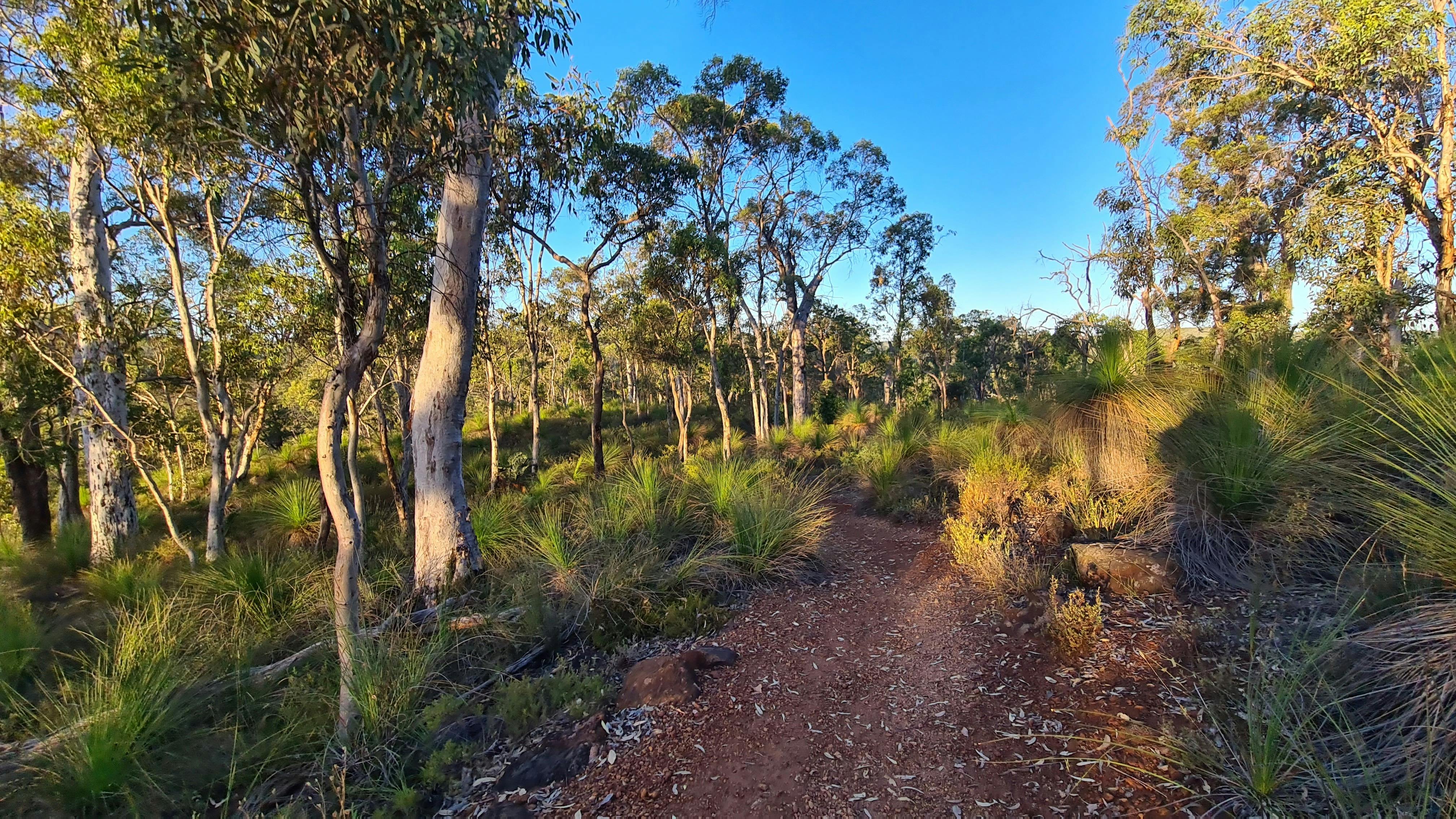 Australian landscape with clear blue sky and path through Australian bushland