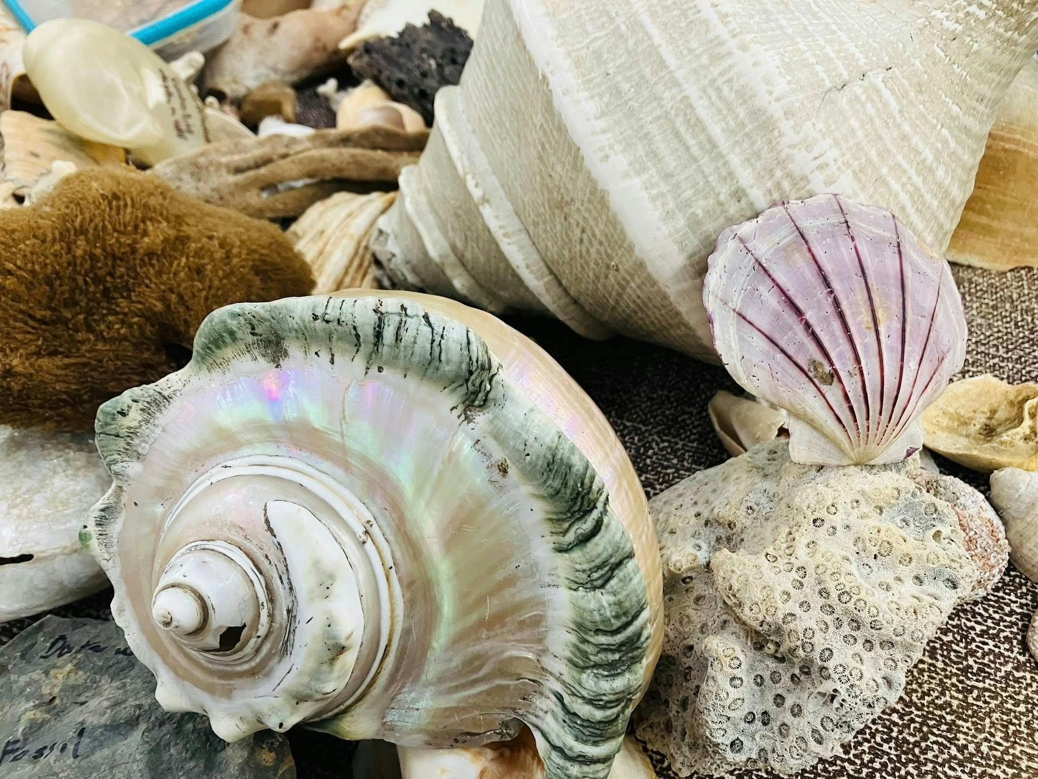 Shell Mueum and Marine Display