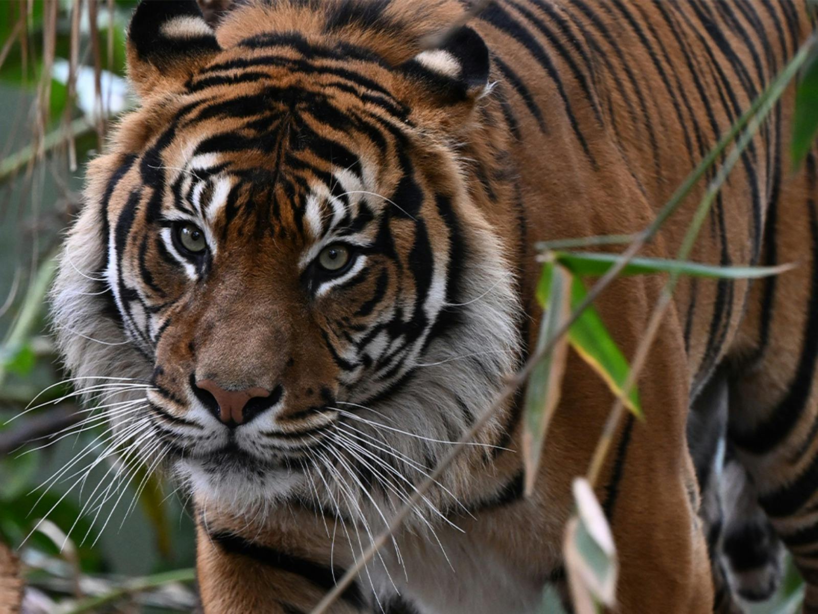 Tiger Encounter