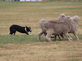 Border Collie on sheep