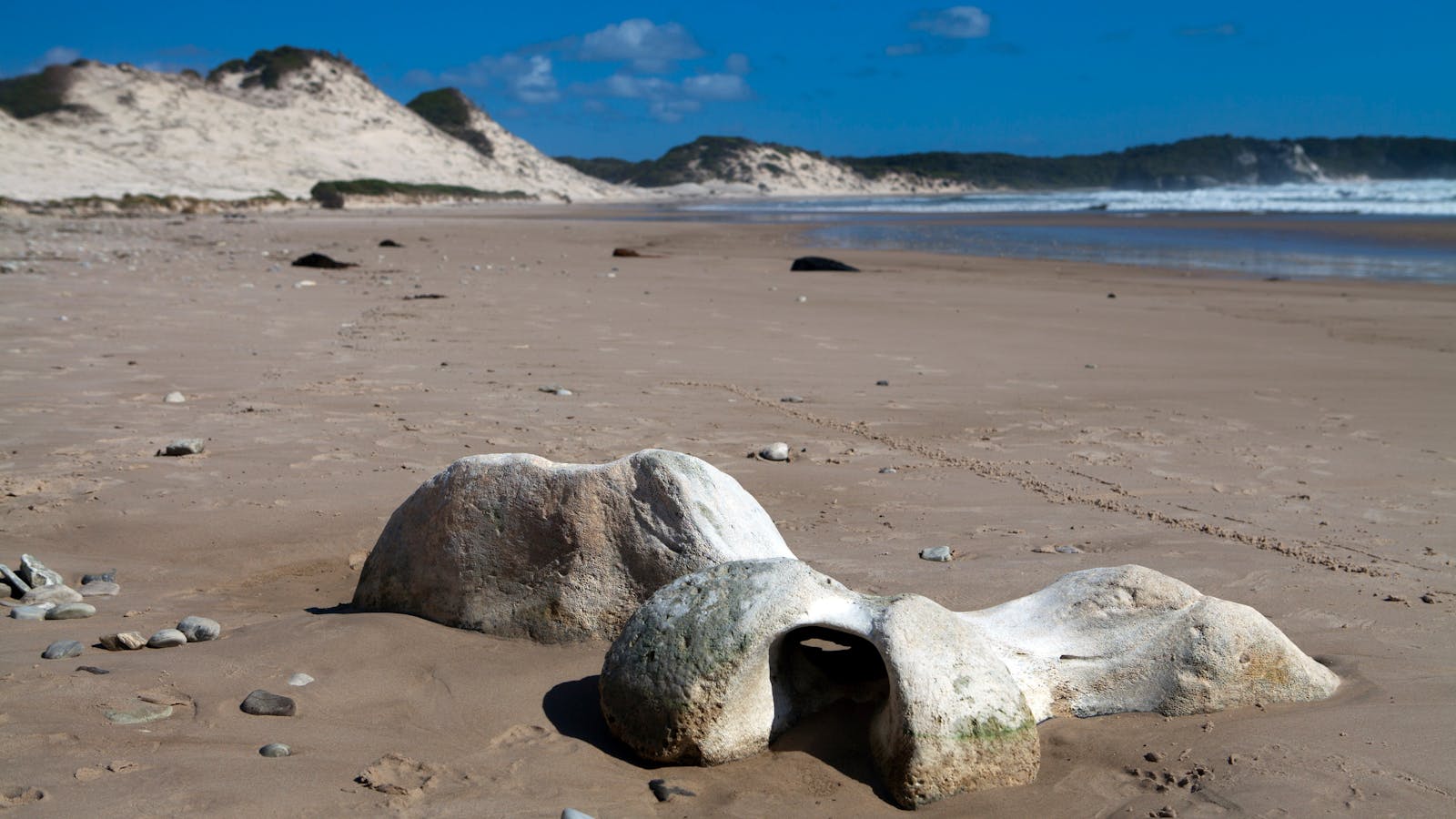Whale bone on the deserted Stephens Beach, Southwest Tasmania