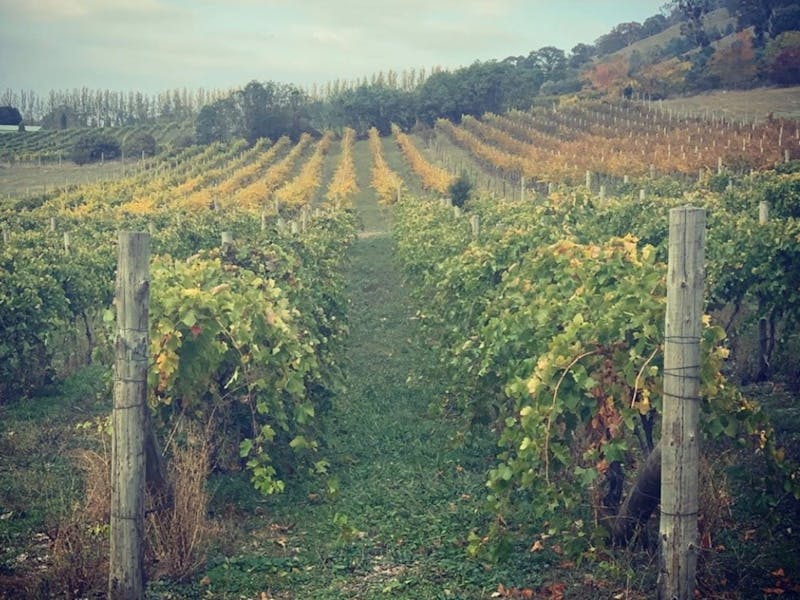 Image for Vines to Wines Tours