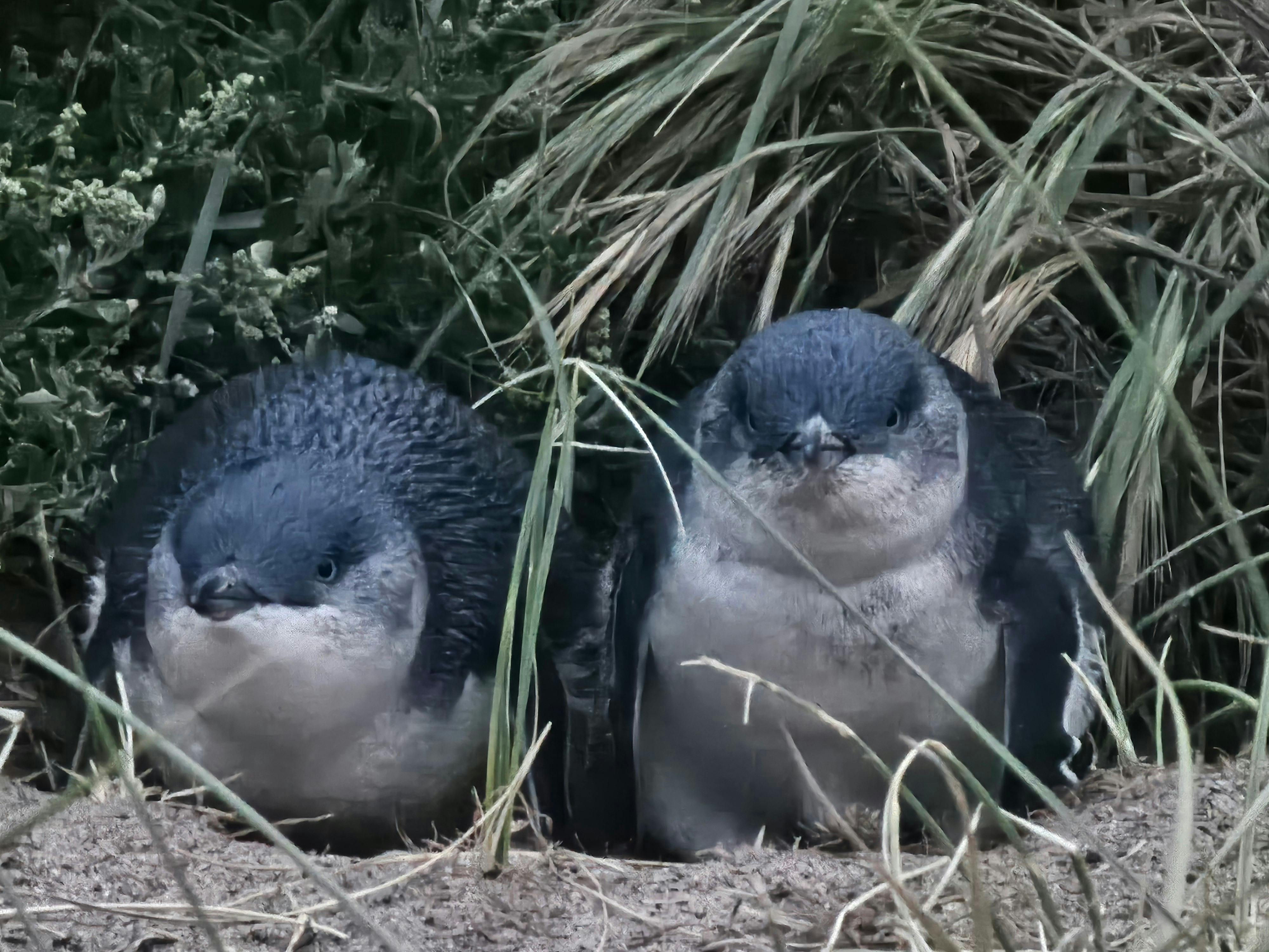 penguin breeding pair
