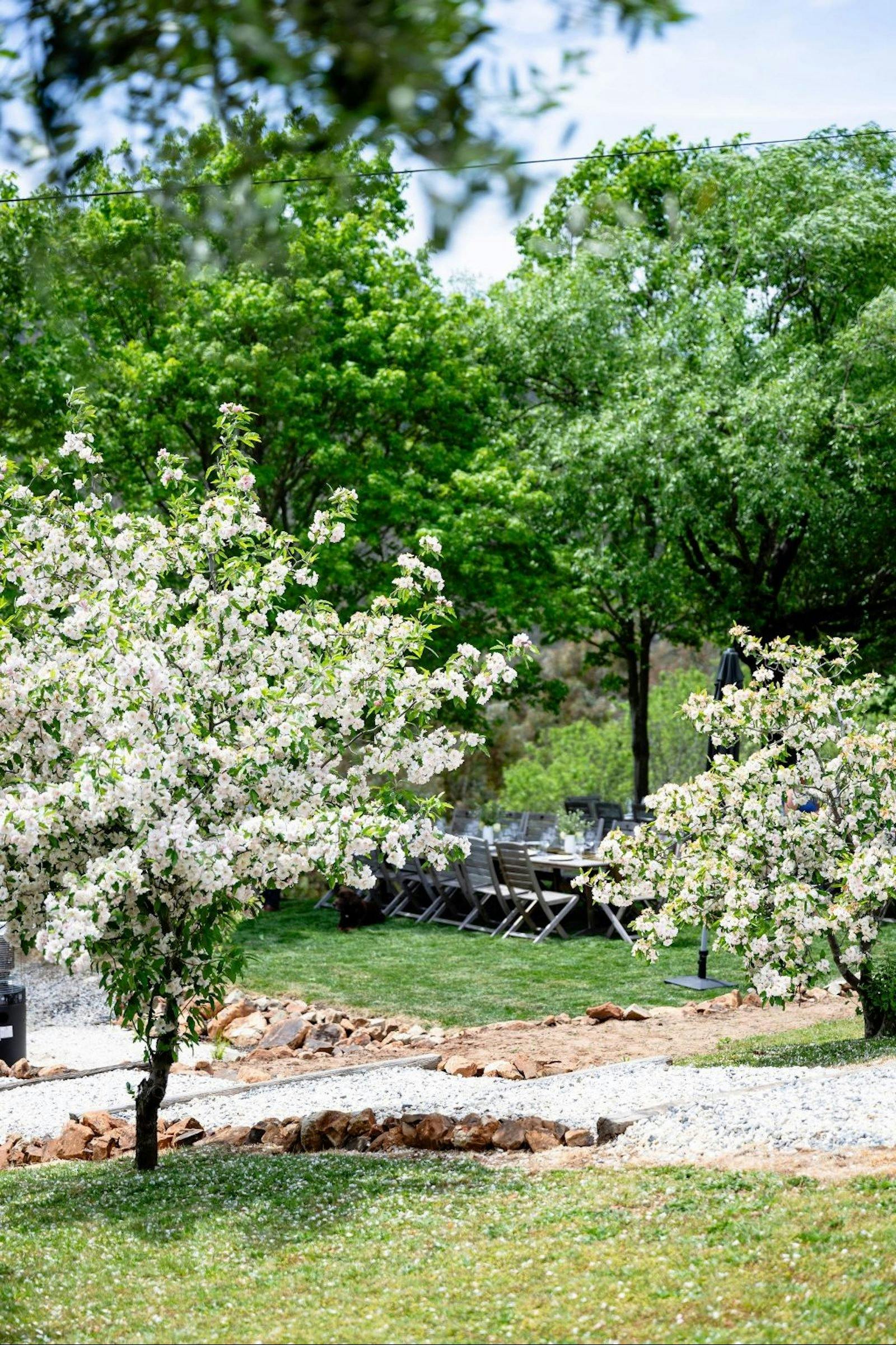 Blossom at Macquariedale