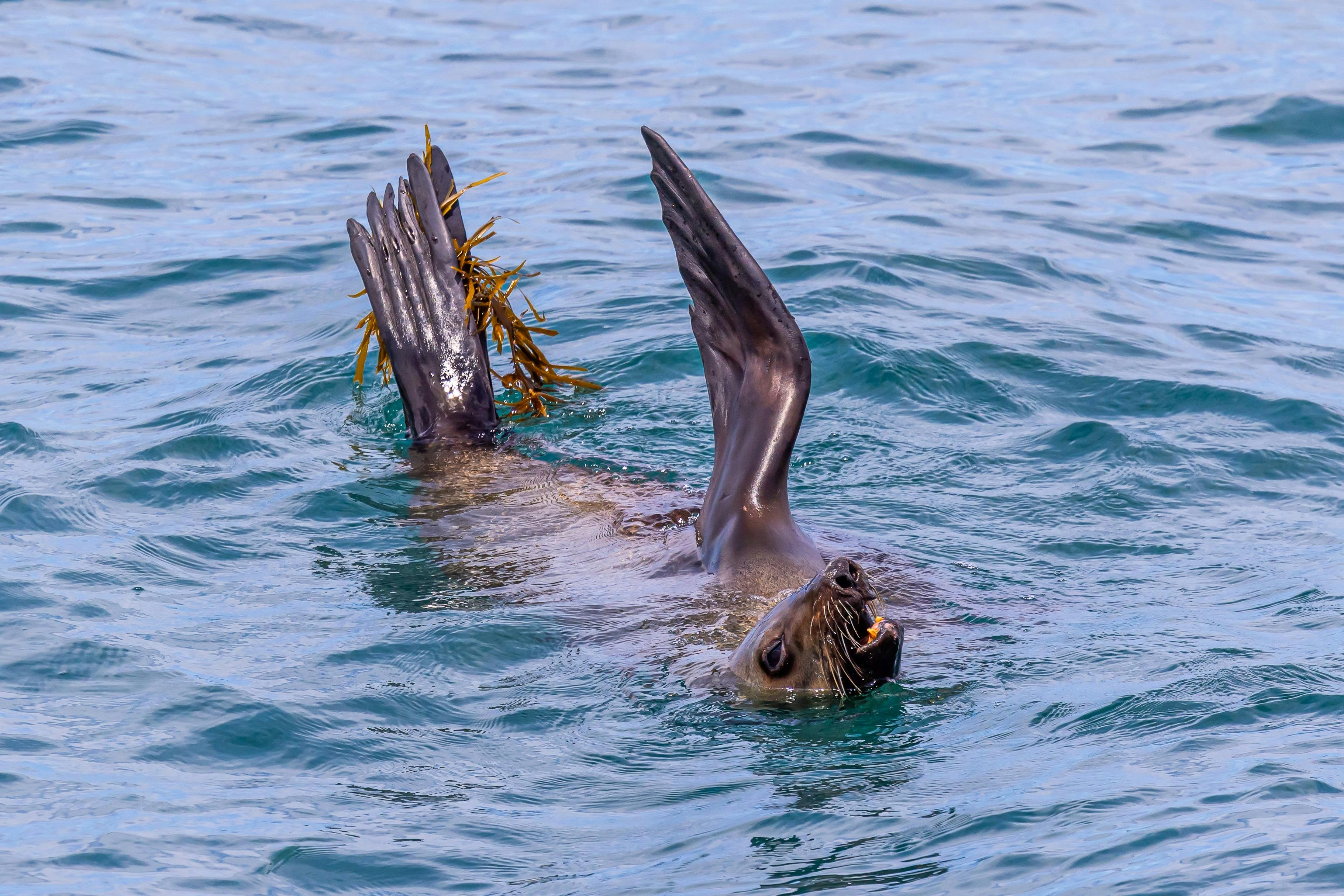 Seal playing with seaweed, Eden