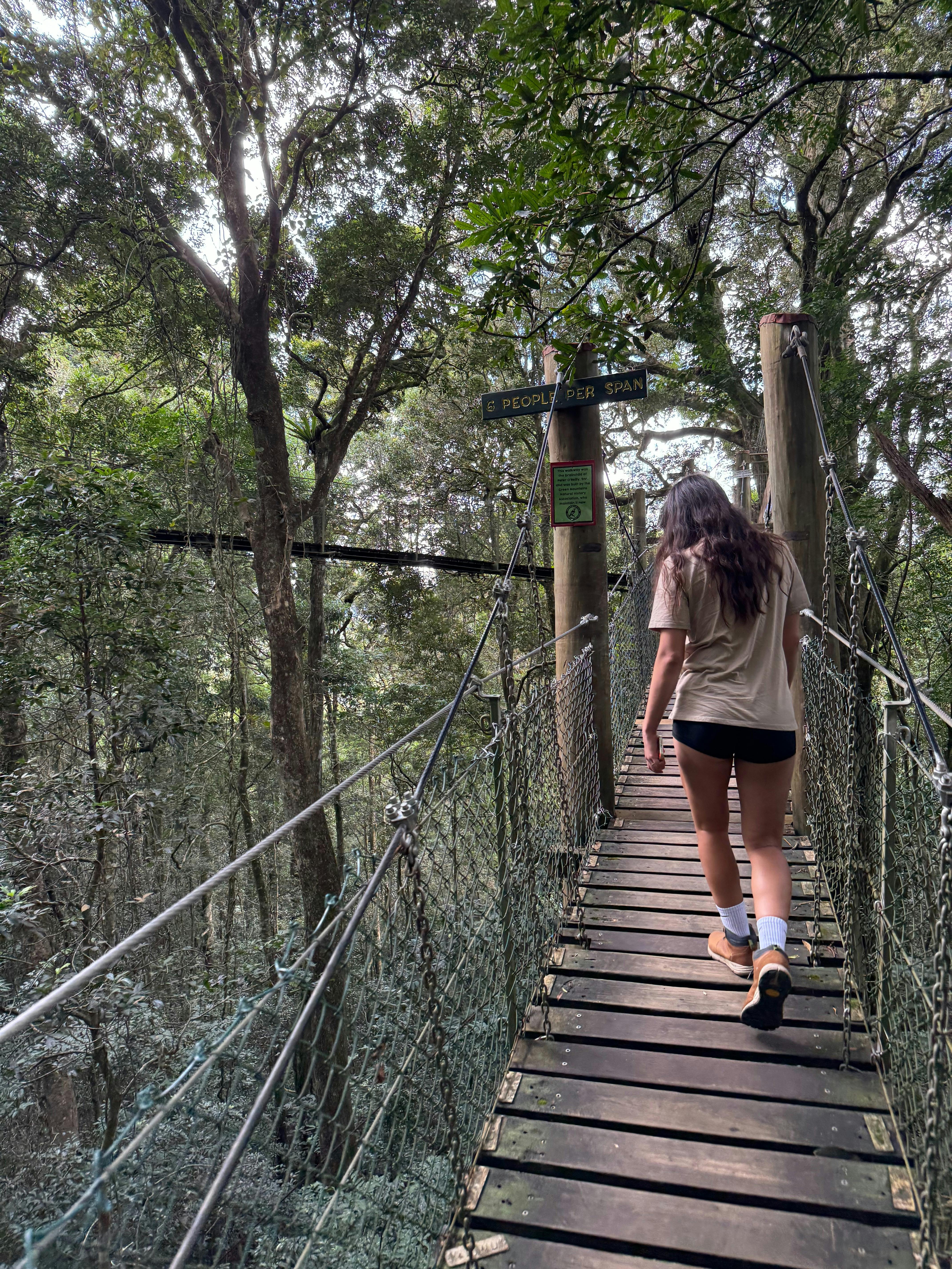 Lamington & Tamborine Day Tour: O’Reilly’s, Curtis Falls & Sunset