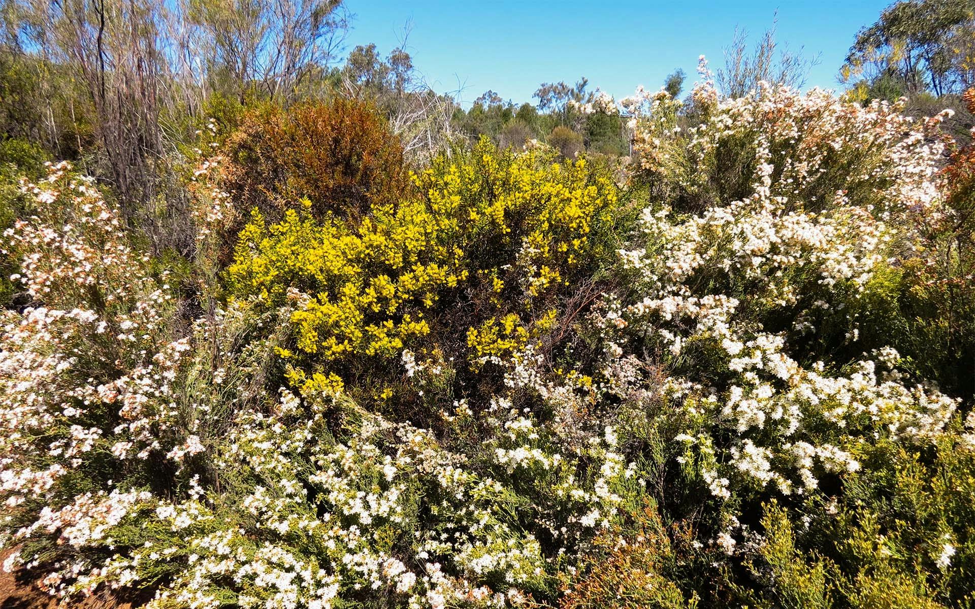 A bush covered in white and yellow flowers native to the region