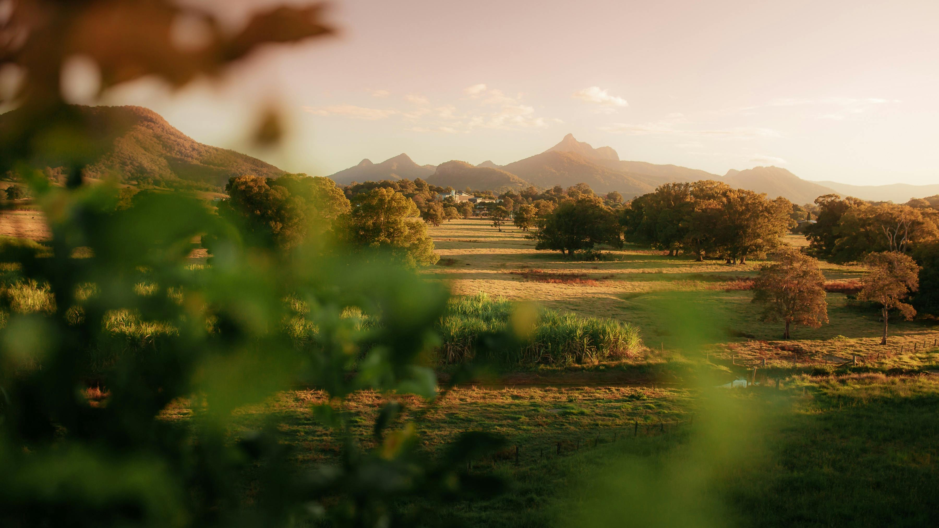The Tweed Valley, fields of sugar cane in front of ancient Gondwana rainforest and mountains.