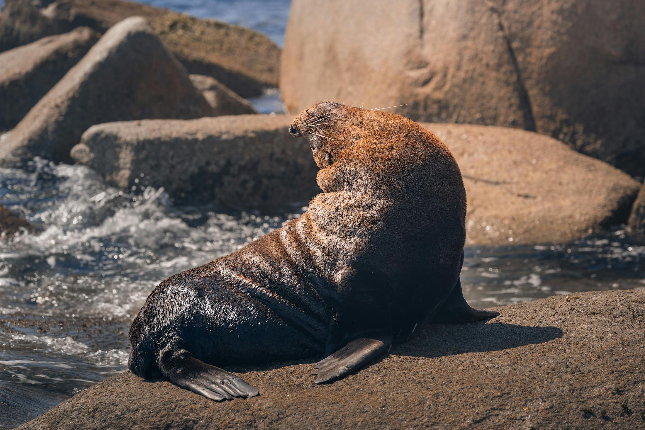 Sea Lion at Skeleton Point