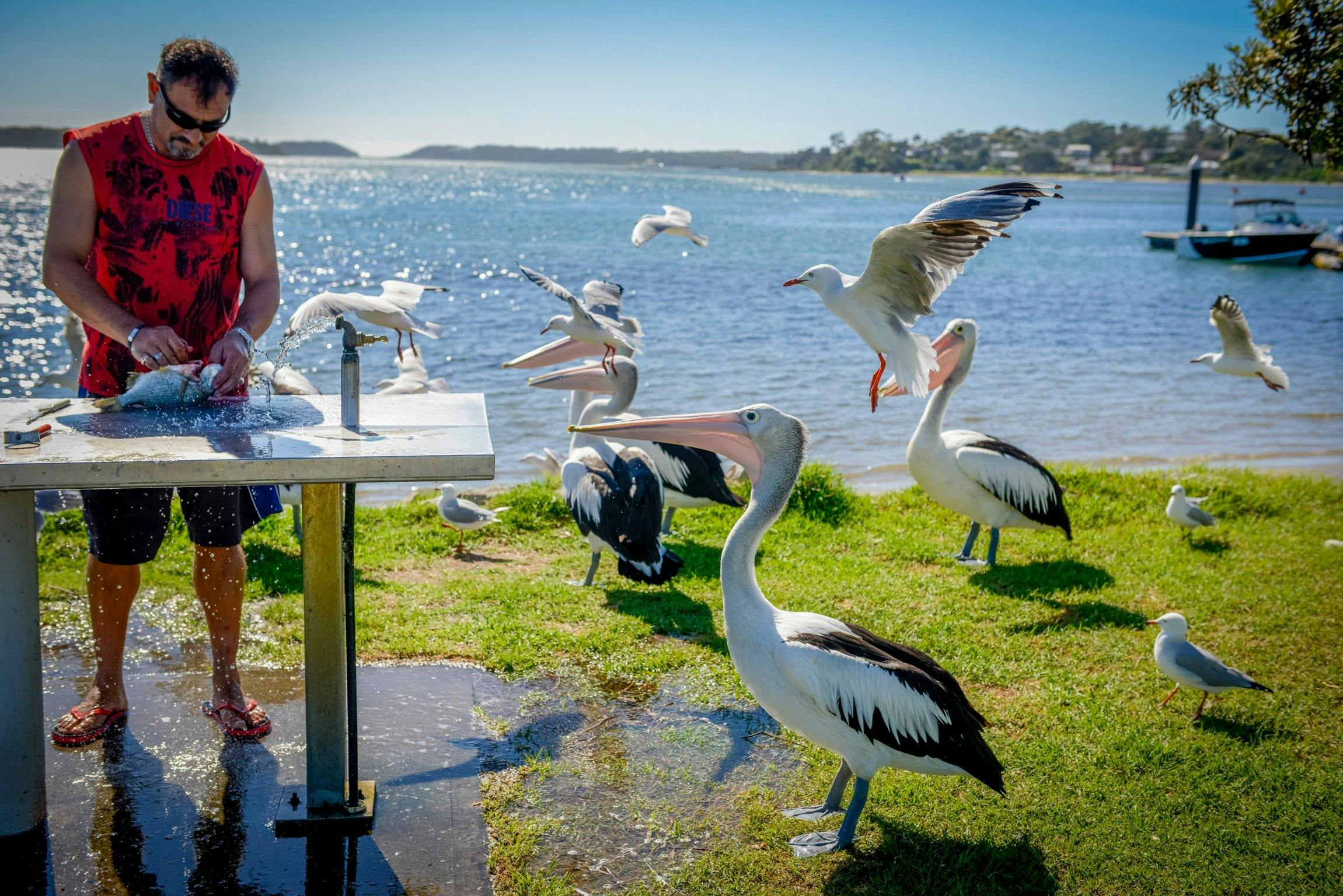 Greenwell Point Pelicans