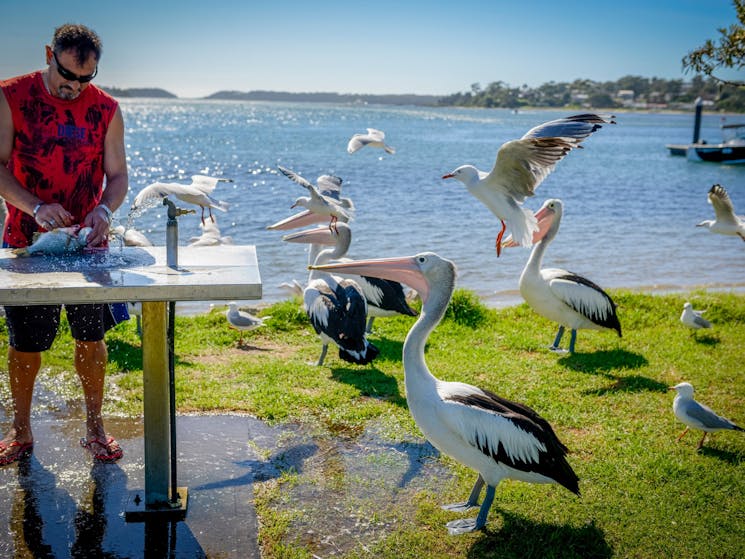 Greenwell Point Pelicans