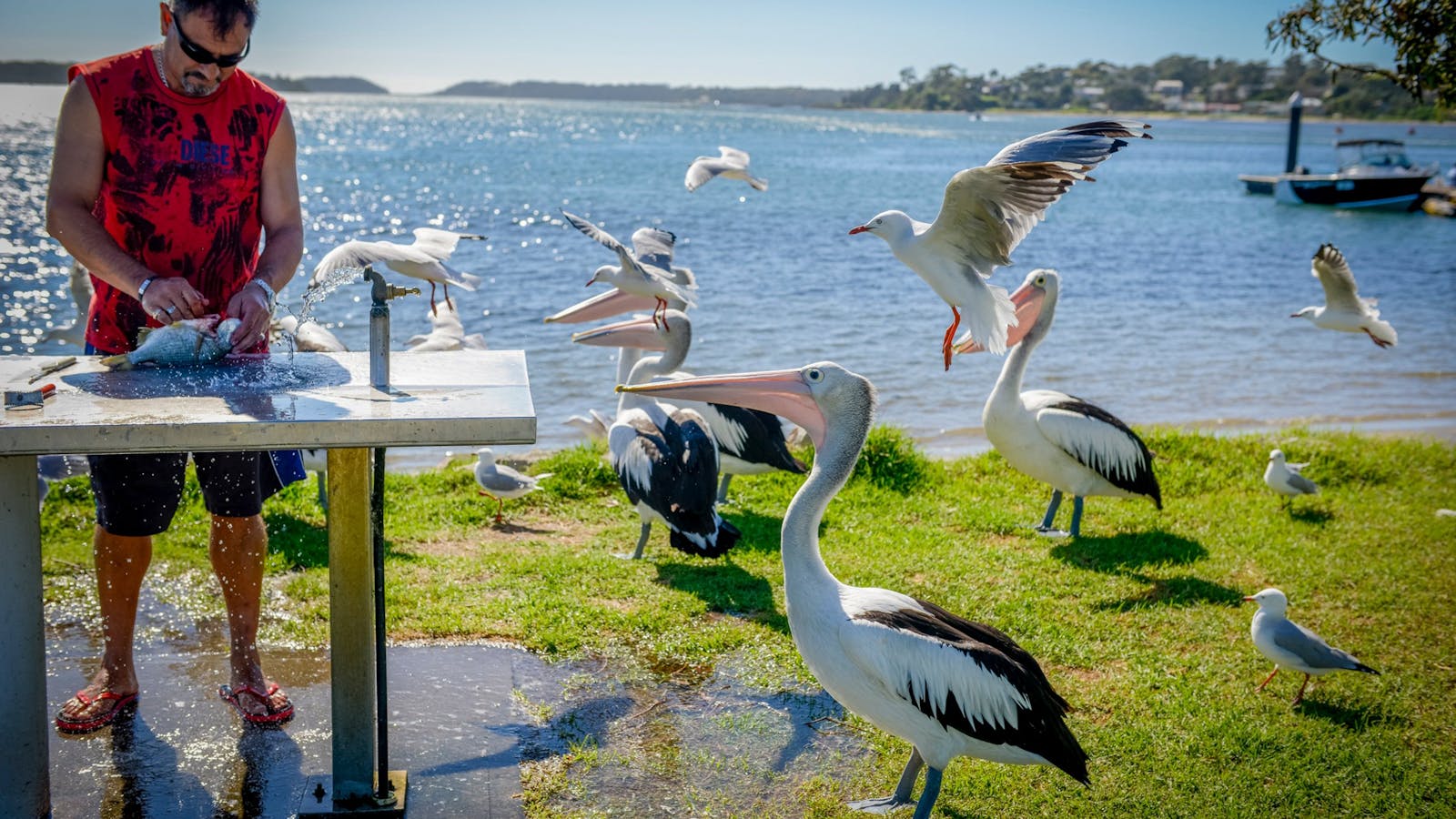 Greenwell Point Pelicans