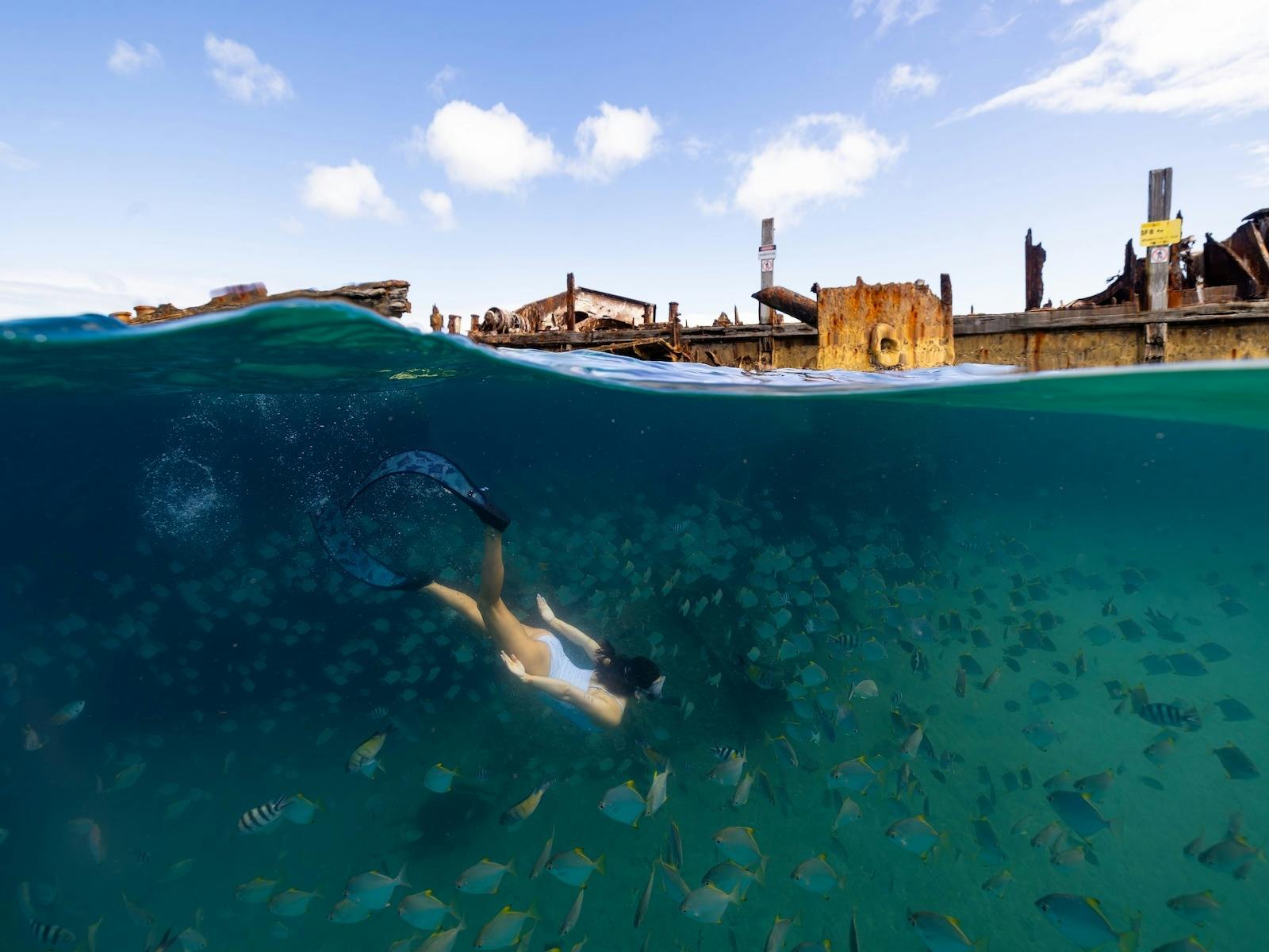 Snorkeller exploring the Tangalooma Wrecks, surrounded by colourful coral and fish