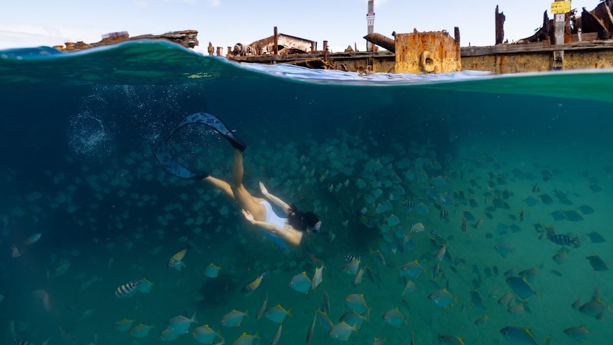 Snorkeller exploring the Tangalooma Wrecks, surrounded by colourful coral and fish