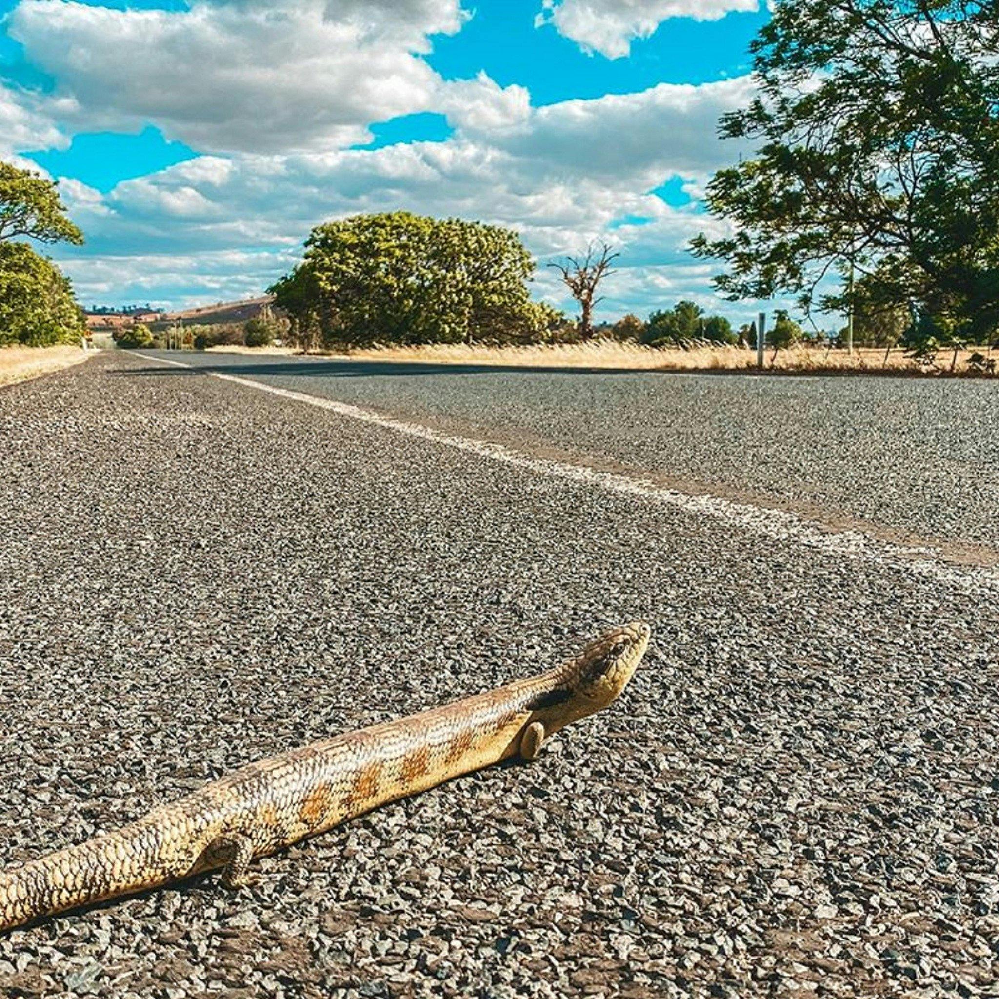 アオジタトカゲ