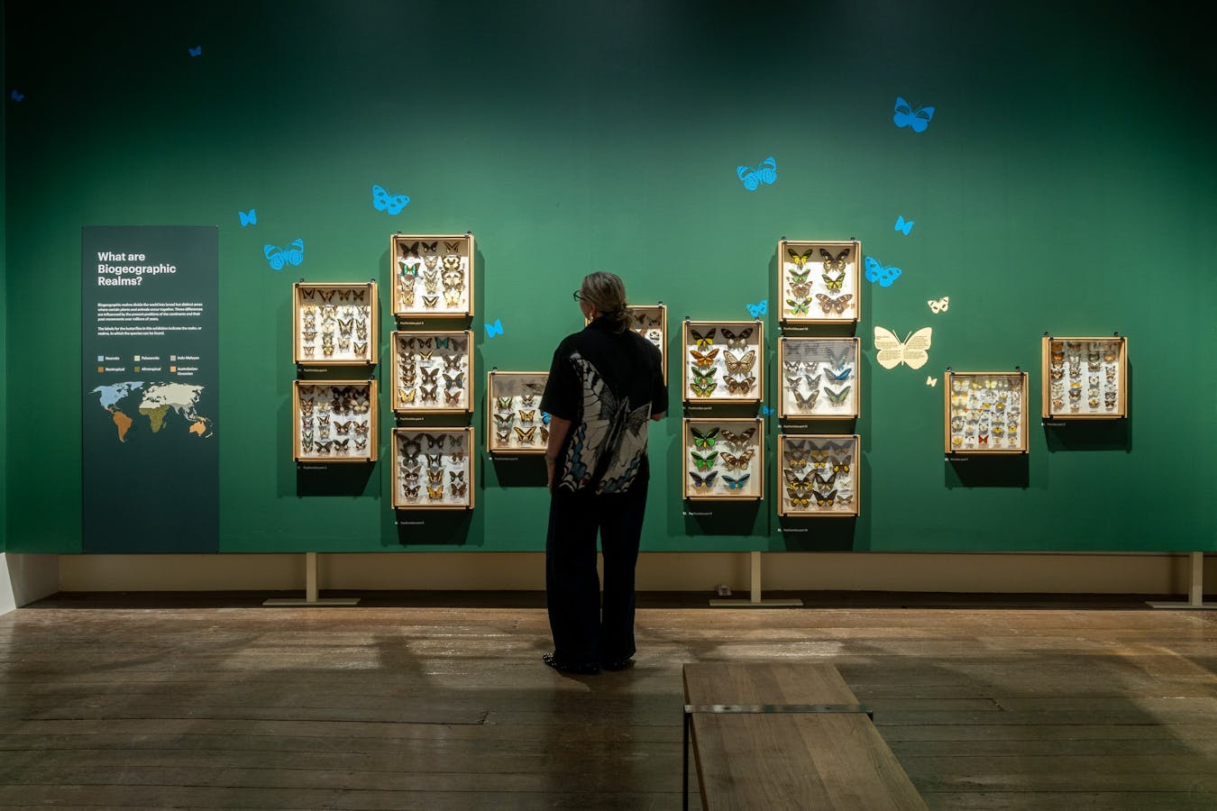 The World of Butterflies exhibition, TMAG, Installation View