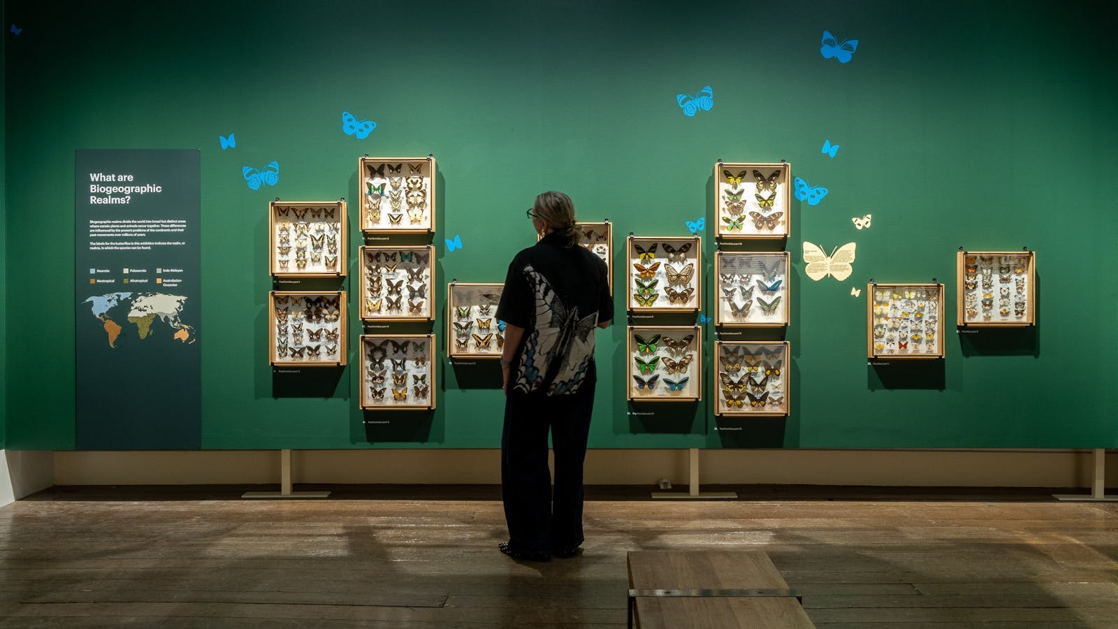 The World of Butterflies exhibition, TMAG, Installation View