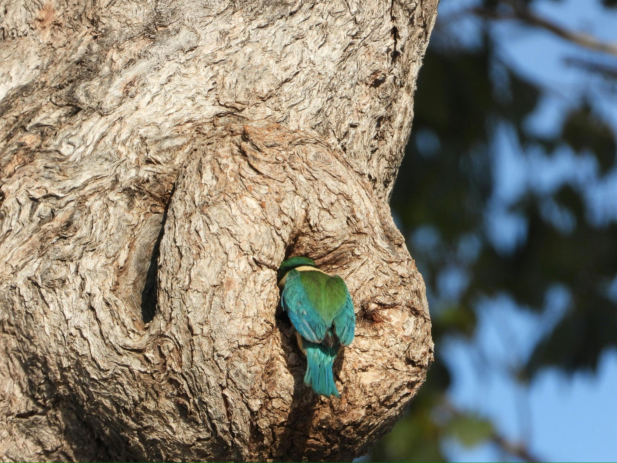 Gidgee Bush Camp and Farm Stay