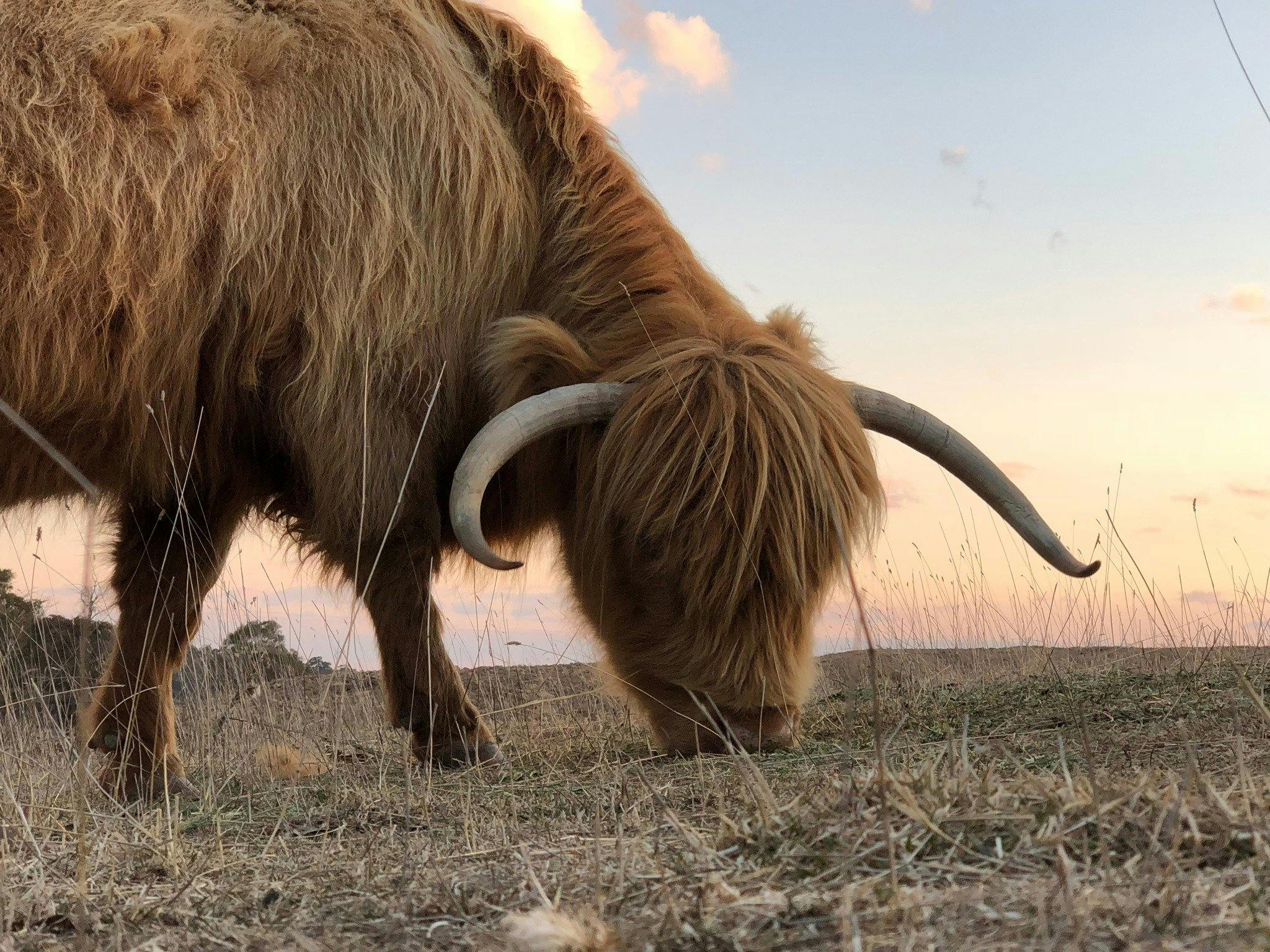 Baba - Their leading cow