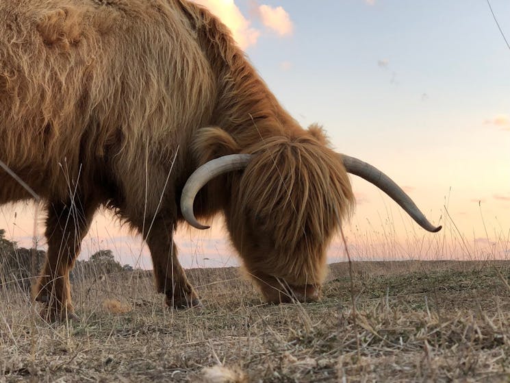 Baba - Their leading cow