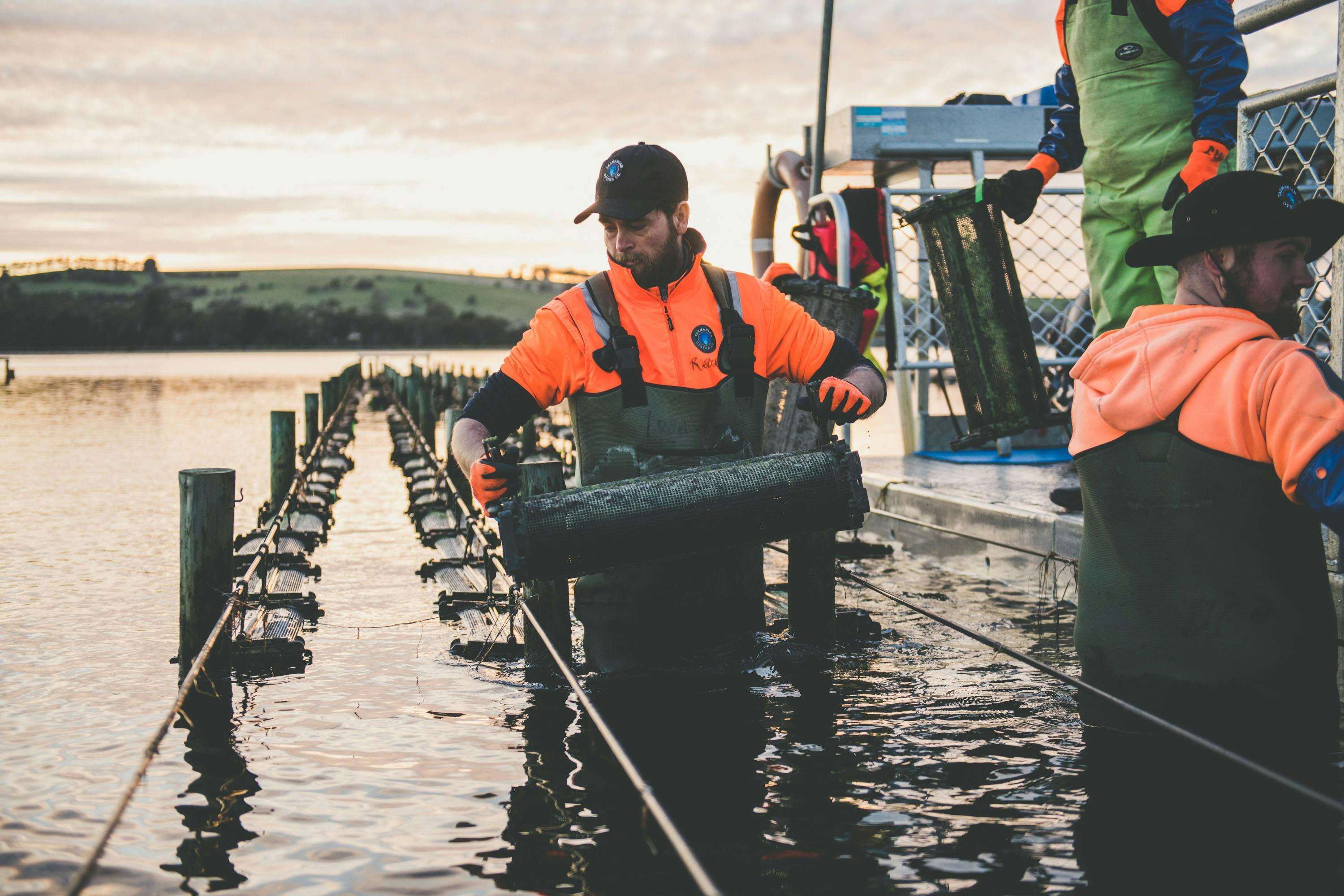 Harvest your own oysters