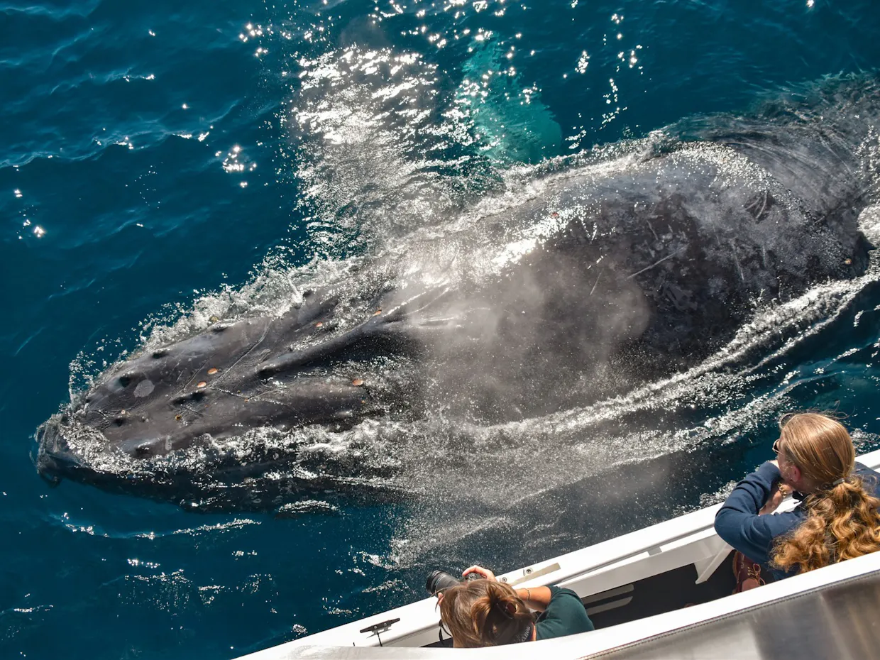 Early Bird Whale Watching