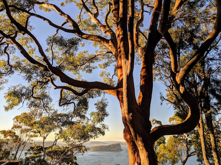 Tour Manly and the Northern Beaches and Ku-ring-gai Chase National Park with Ben Barry