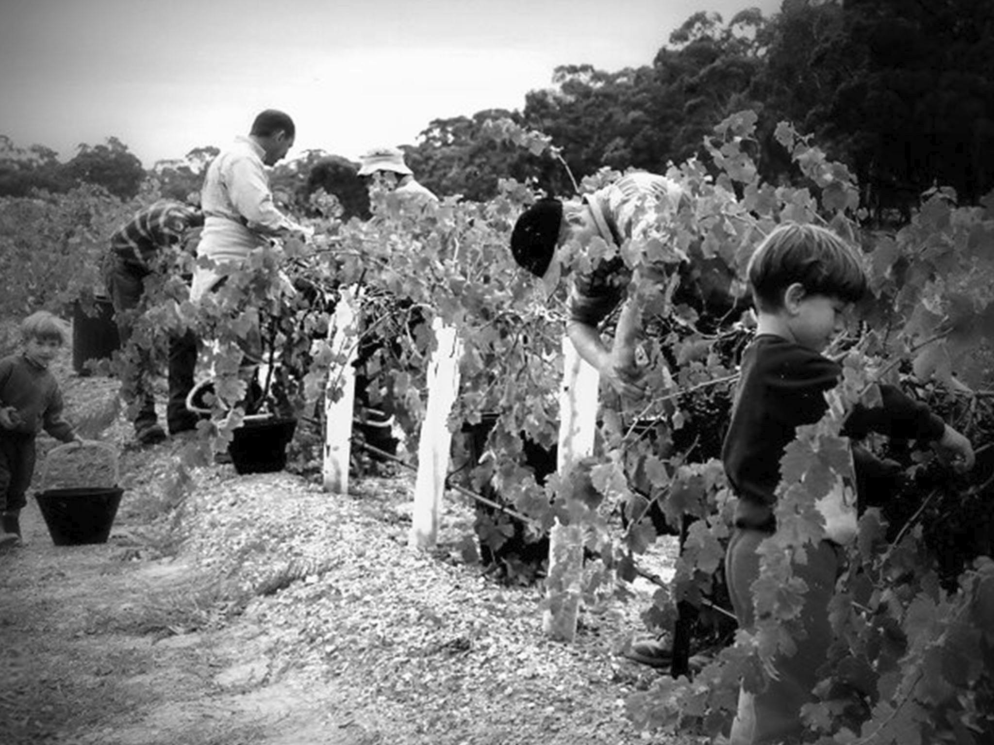 Family harvesting grapes in vineyard
