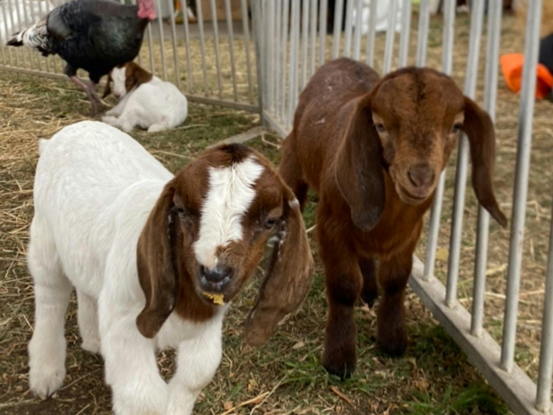 Moggill Sunday Farm Day