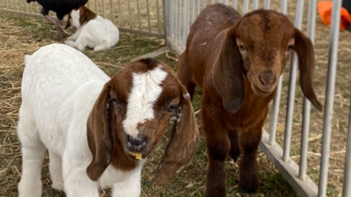 two baby goats