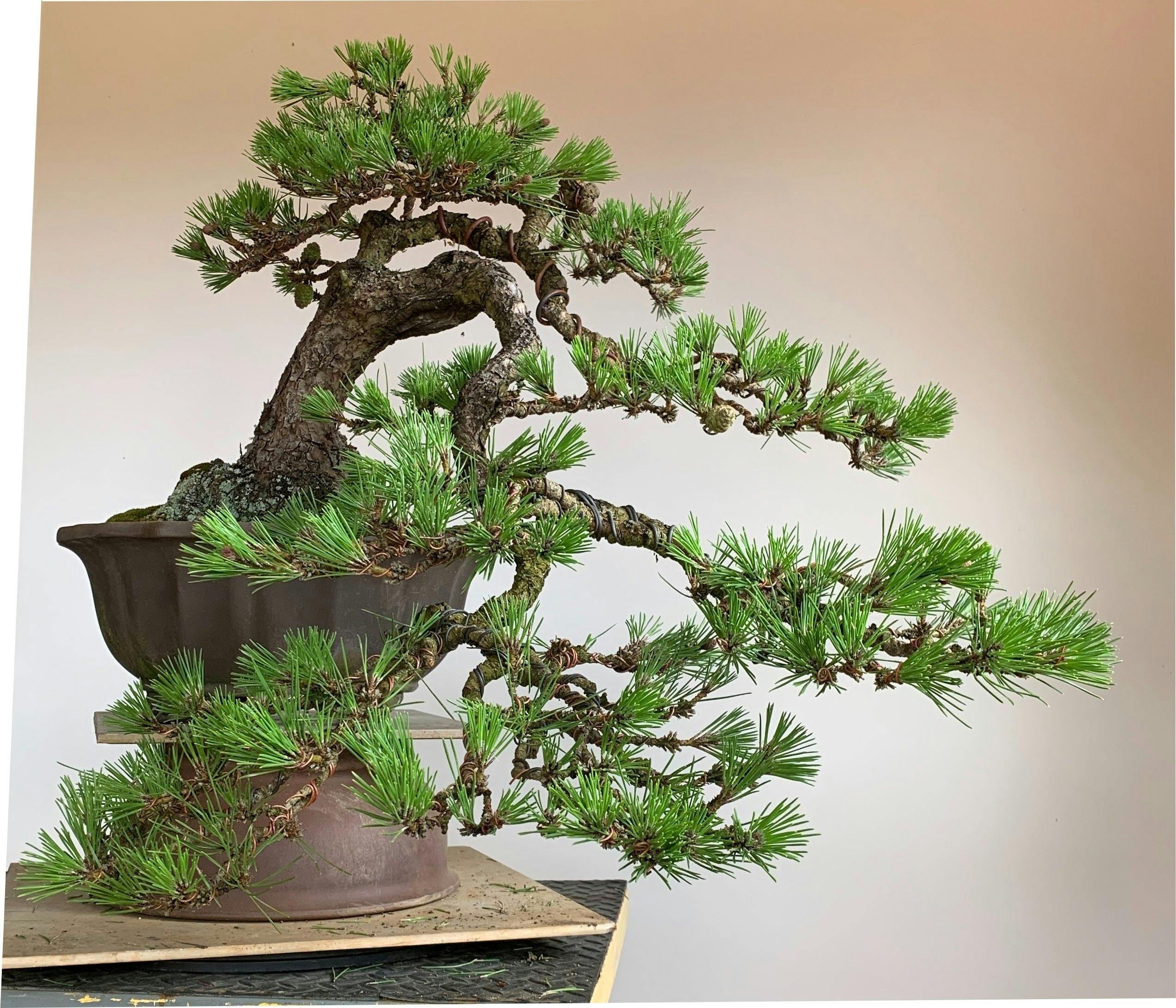 Die australische Bonsai-Galerie
