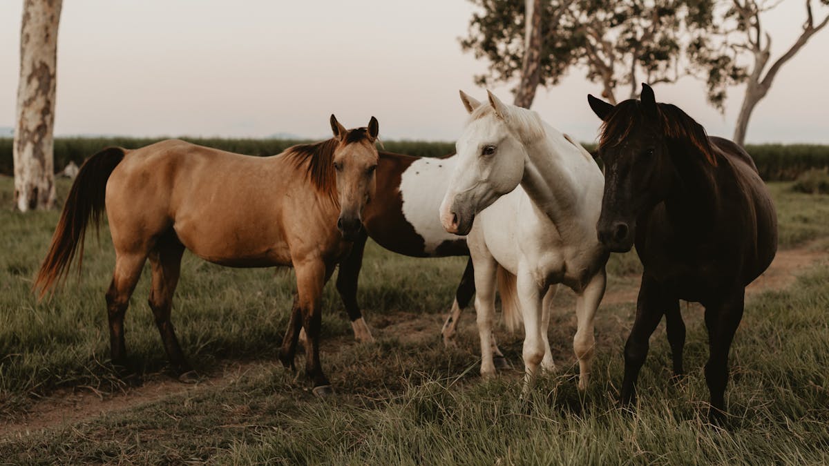 Horses at The Creek Whitsundays