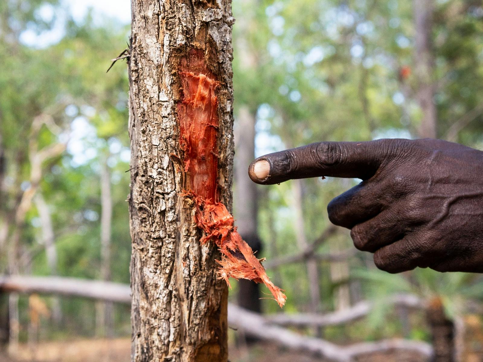 Teddy showing the inside bark, which can be boiled and used to treat sores