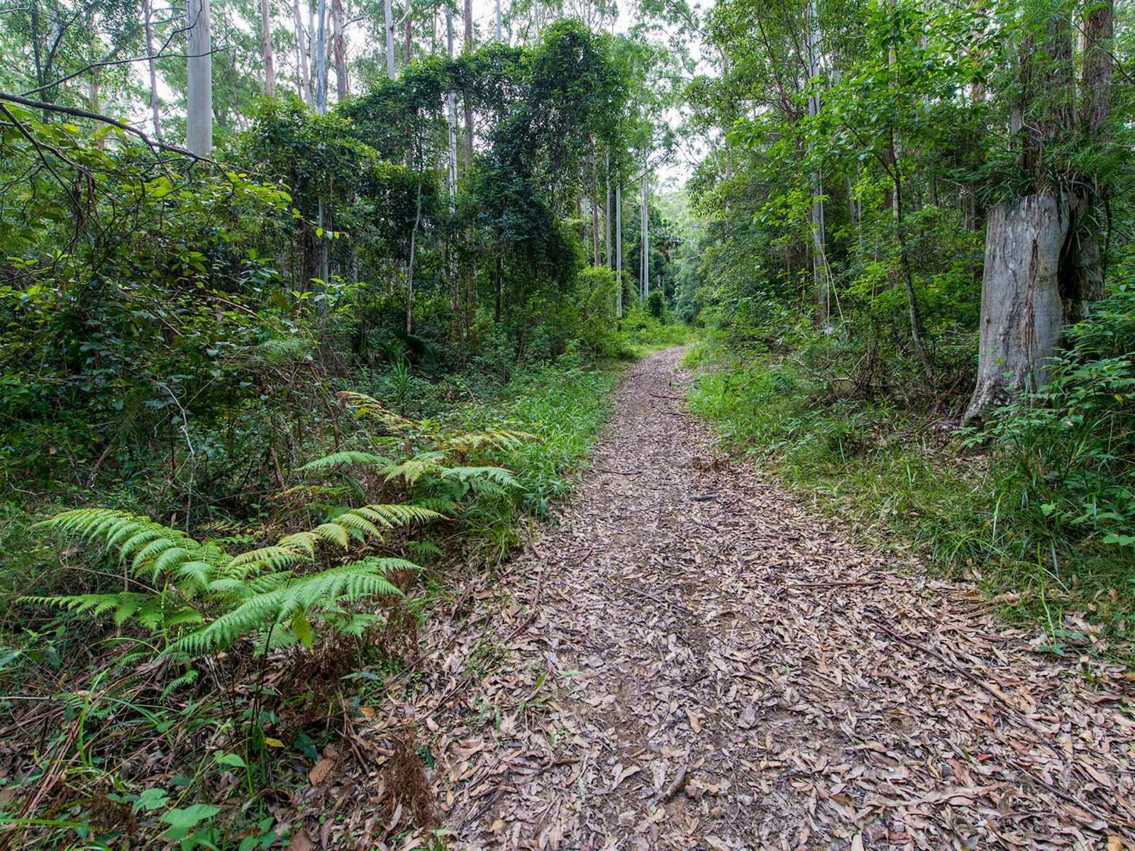 Double Wharf Trail, Wallingat-Nationalpark. Foto: John Spencer