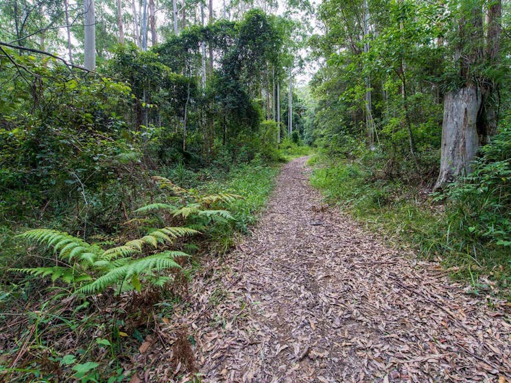 Double Wharf trail, Wallingat National Park. Photo: John Spencer