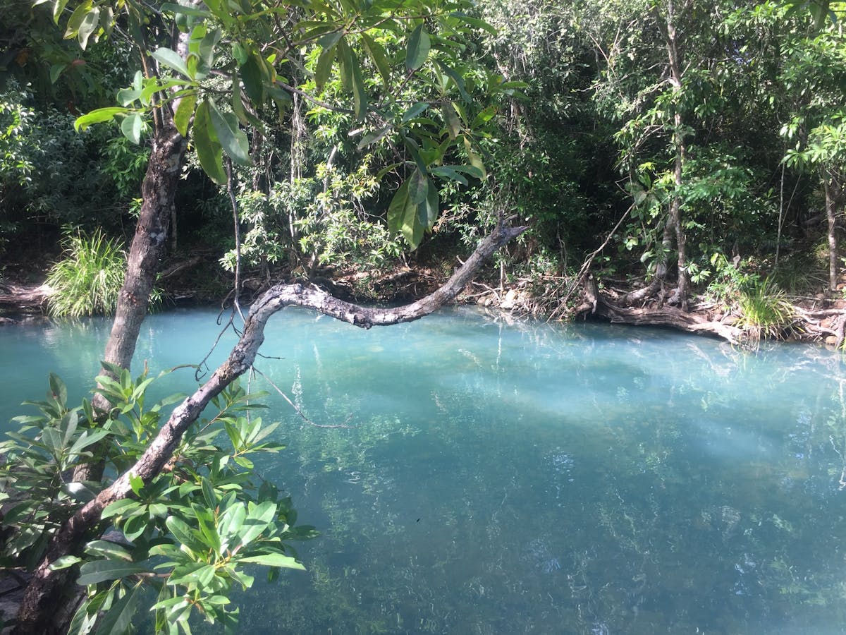 Part of our day tour of the Cardwell Forestry is the Spa Pool with its famous aqua coloured waters