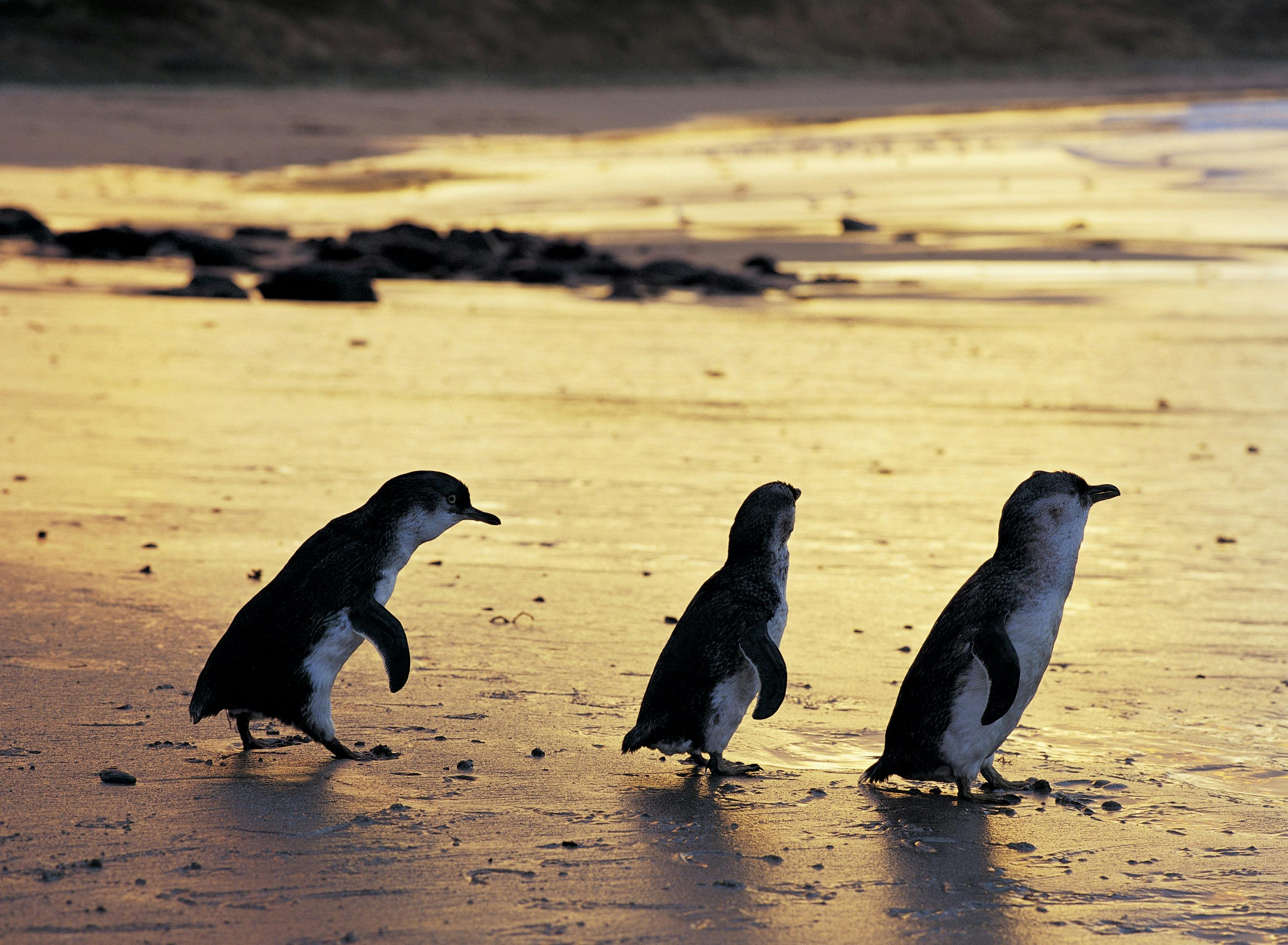 Penguins at Phillip Island