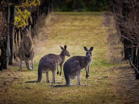Kangaroos in the vines